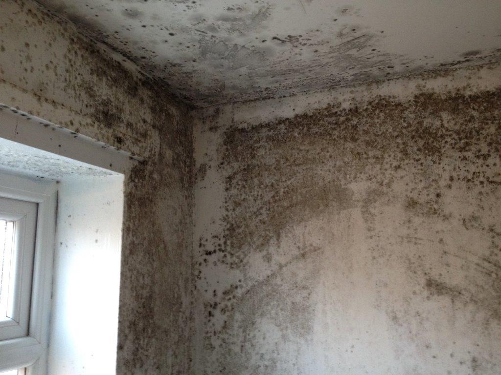 Mould on ceiling and walls