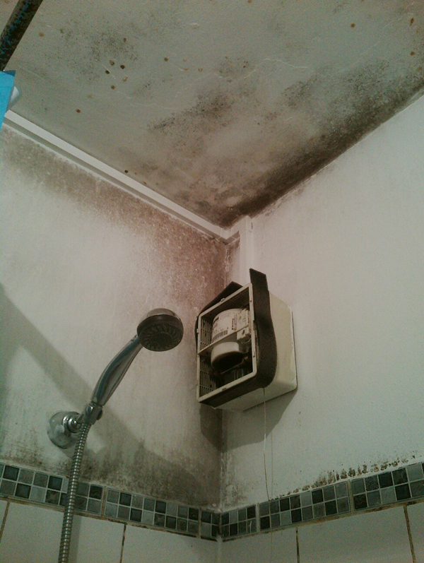 damp and mould