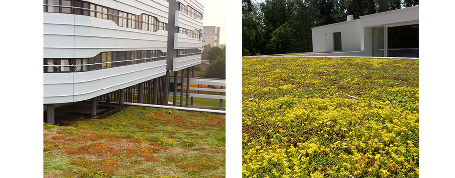 green roof