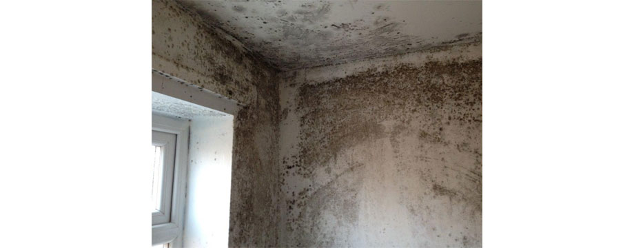 condensation and mould